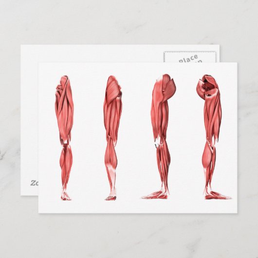 人間の脚の筋肉の医学的イラストレーション ポストカード (正面/裏面)