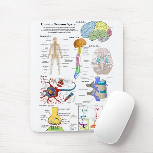 人間の脳および中枢神経系の図表 マウスパッド (マウス)