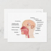 人間の脳と騒音の解剖学 シーズンポストカード (正面/裏面)