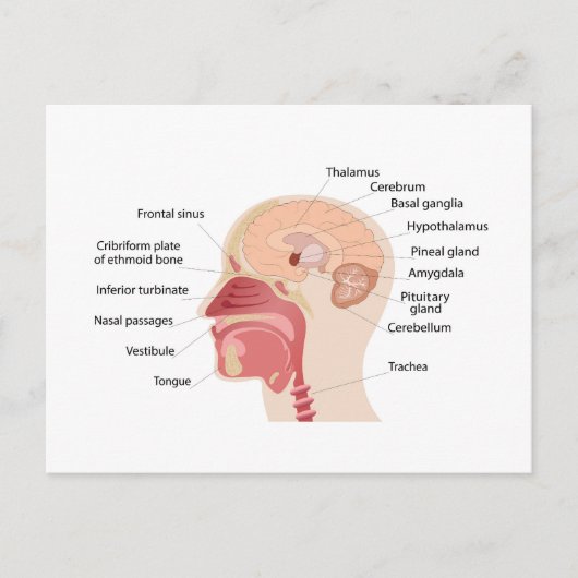 人間の脳と騒音の解剖学 シーズンポストカード (正面)