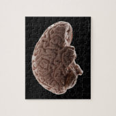 人間の脳のモデル、スタジオショット ジグソーパズル (縦)