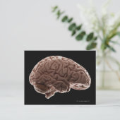 人間の脳のモデル、スタジオショット ポストカード (スタンド正面)