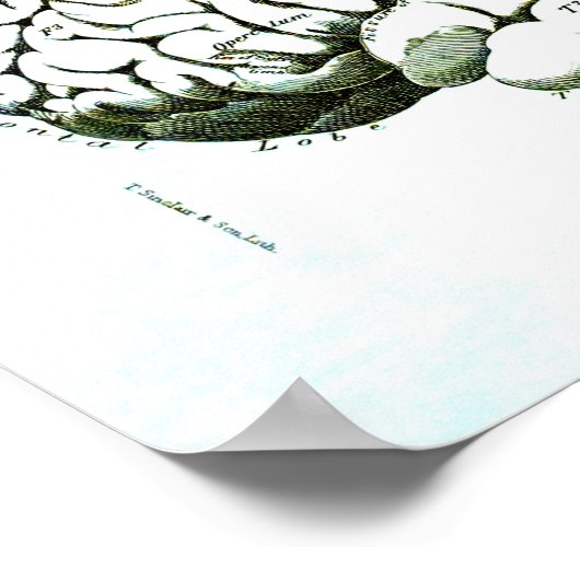 人間の脳の医学的イラストレーション ポスター (角)