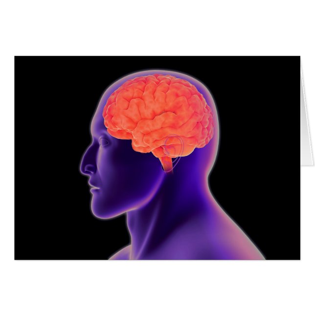 人間の脳の概念像1 (正面横)