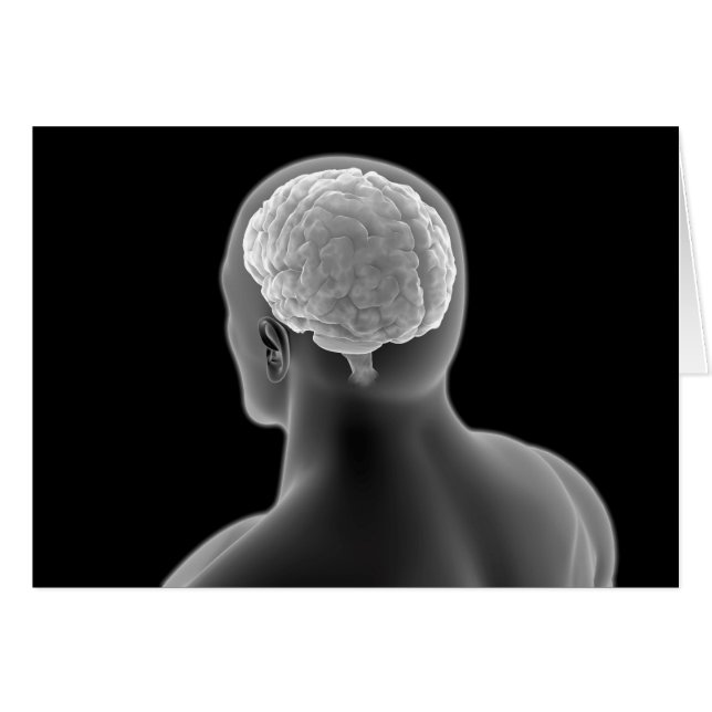 人間の脳の概念像2 (正面横)