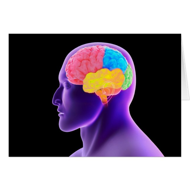 人間の脳の概念像7 (正面横)