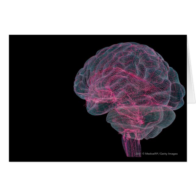 人間の脳の背面図 (正面横)