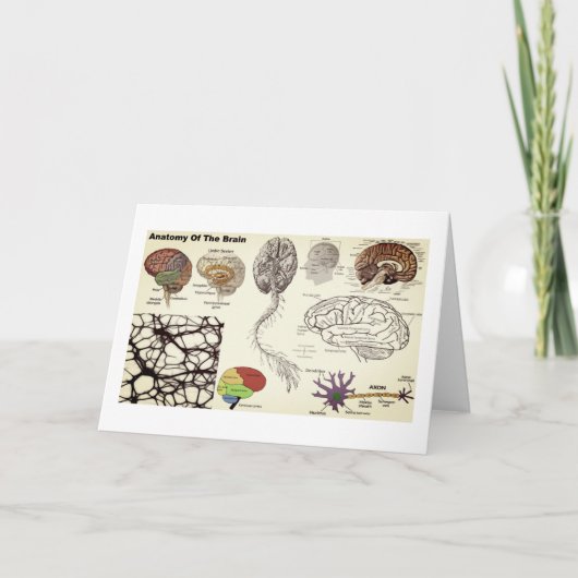 人間の脳の解剖学 カード (正面)