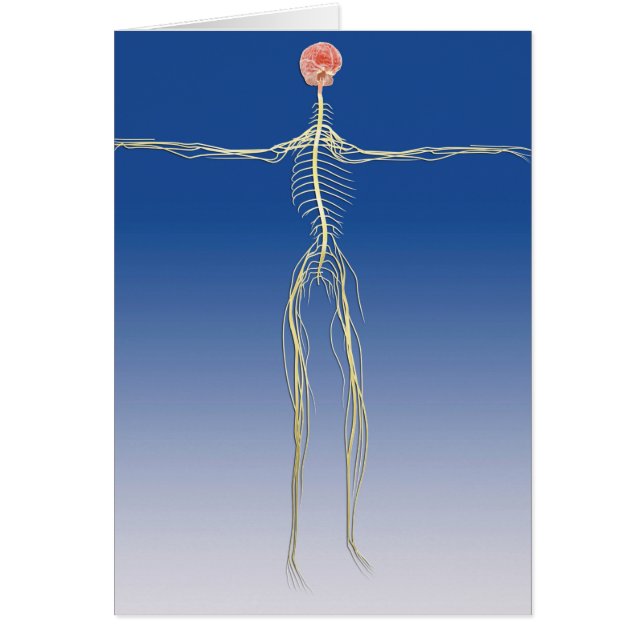 人間の脳を持つ中枢神経系 (正面)