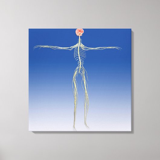人間の脳を持つ中枢神経系 キャンバスプリント (正面)