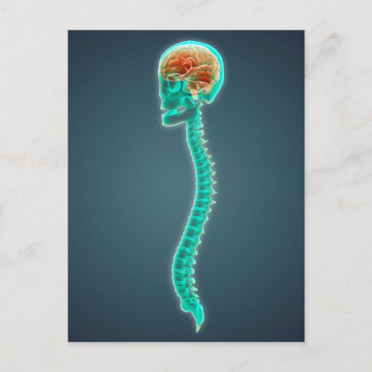 人間の脳、スカル、背骨の概念像 ポストカード (正面)