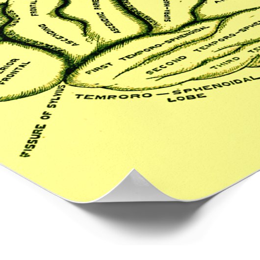 人間の脳 ポスター (角)