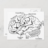 人間の脳 ポストカード (正面/裏面)