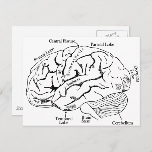 人間の脳 ポストカード (正面/裏面)