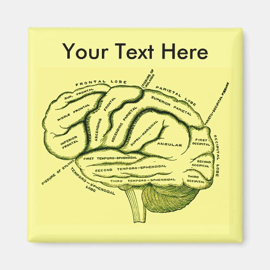 人間の脳 マグネット (正面)