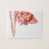 人間の腎臓のの中のが付いているモデルを示すことを渡して下さい ジグソーパズル (横)