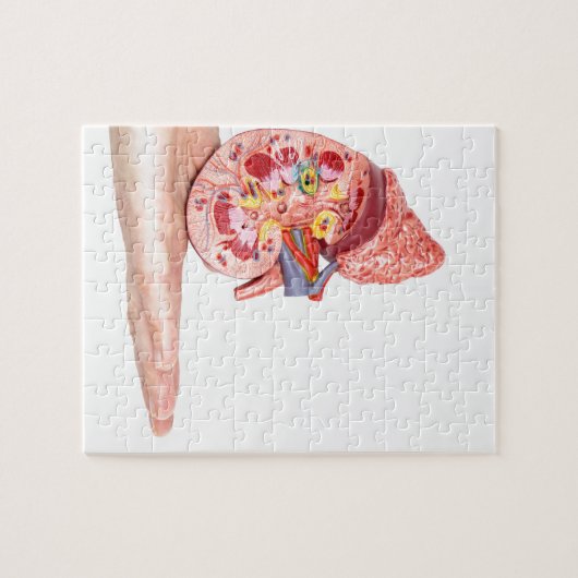 人間の腎臓のの中のが付いているモデルを示すことを渡して下さい ジグソーパズル (横)