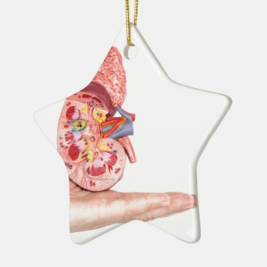 人間の腎臓のの中のが付いているモデルを示すことを渡して下さい セラミックオーナメント (左)