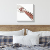 人間の腕と手の筋肉解剖学 キャンバスプリント (インサイチュ (寝室))