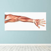 人間の腕の筋肉の解剖学、前面図 キャンバスプリント (インサイチュ (ウッドフロア))