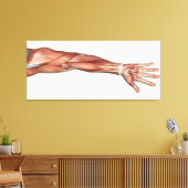 人間の腕の筋肉の解剖学、前面図 キャンバスプリント (インサイチュ (リビング))
