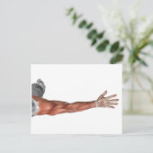 人間の腕の筋肉の解剖学、後面図 ポストカード (スタンド正面)