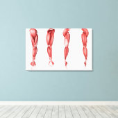 人間の腕筋の医学的イラストレーション キャンバスプリント (インサイチュ (ウッドフロア))