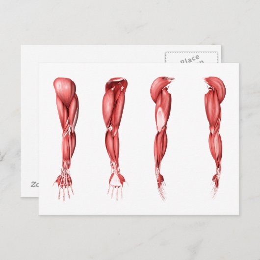 人間の腕筋の医学的イラストレーション ポストカード (正面/裏面)