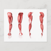 人間の腕筋の医学的イラストレーション ポストカード (正面)