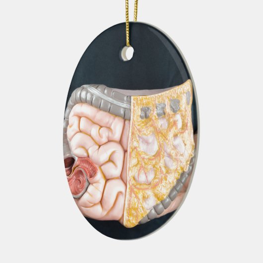 人間の腸または腸のモデルの把握に人を配置して下さい セラミックオーナメント (左)