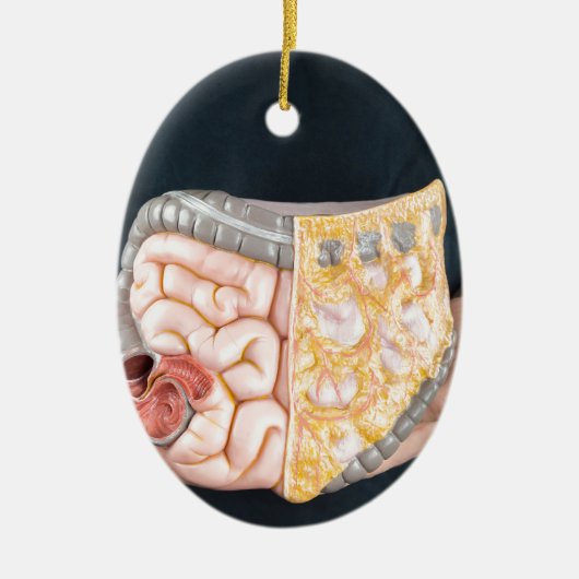 人間の腸または腸のモデルの把握に人を配置して下さい セラミックオーナメント (正面)