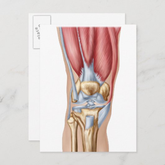 人間の膝関節の解剖学 ポストカード (正面/裏面)
