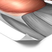 人間の臀筋のクローズアップ ポスター (角)