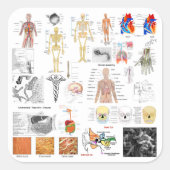 人間の解剖図 スクエアシール (正面)