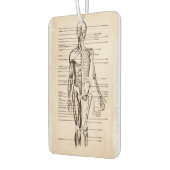 人間の解剖学と生理図 カーエアーフレッシュナー (左)