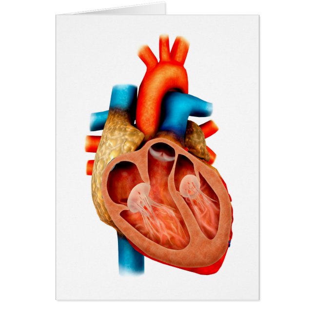 人間の解剖学ハート、断面 (正面)