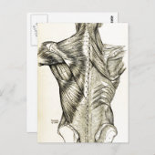 人間の解剖学ヴィンテージアートバックマッスル(1890年) ポストカード (正面/裏面)