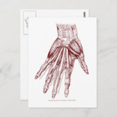 人間の解剖学手は赤を押し進ませます ポストカード (正面/裏面)