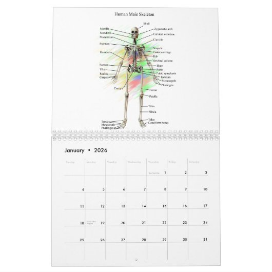 人間の解剖学 カレンダー (1月 2026)