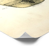 人間の解剖学 – スカル ポスター (角)