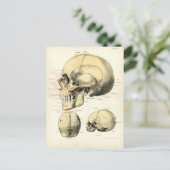 人間の解剖学 – スカル ポストカード (スタンド正面)