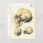 人間の解剖学 – スカル ポストカード (正面/裏面)