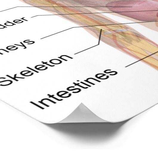 人間の解剖学 ポスター (角)