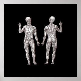 人間の解剖学 – 筋肉システム ポスター