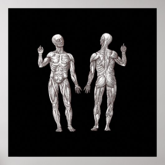 人間の解剖学 – 筋肉システム ポスター (正面)