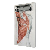 人間の解剖学; 胴および肩の筋肉 ミニクリップボード (アングル2)