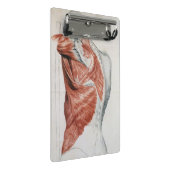 人間の解剖学; 胴および肩の筋肉 ミニクリップボード (アングル)