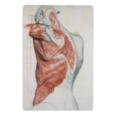 人間の解剖学; 胴および肩の筋肉 ミニクリップボード (裏面)