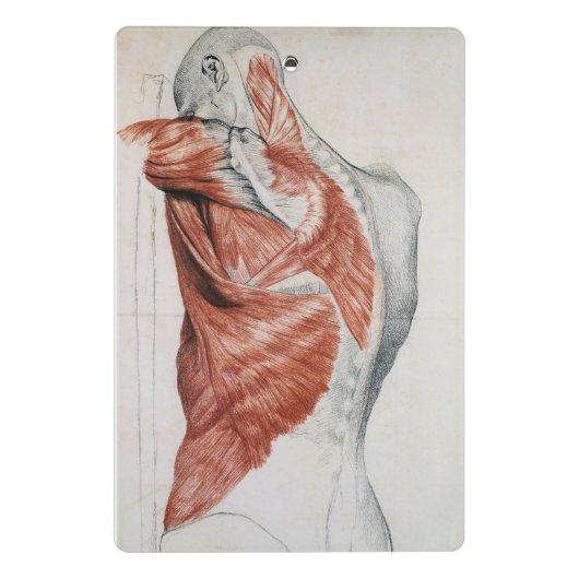 人間の解剖学; 胴および肩の筋肉 ミニクリップボード (裏面)