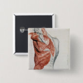 人間の解剖学; 胴および肩の筋肉 缶バッジ (正面&裏面)